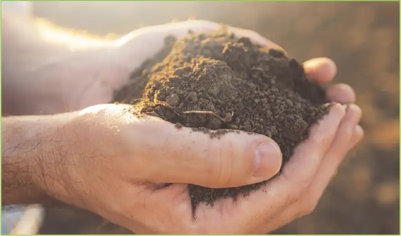 Soil
