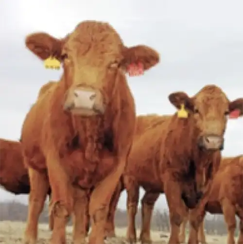Livestock
